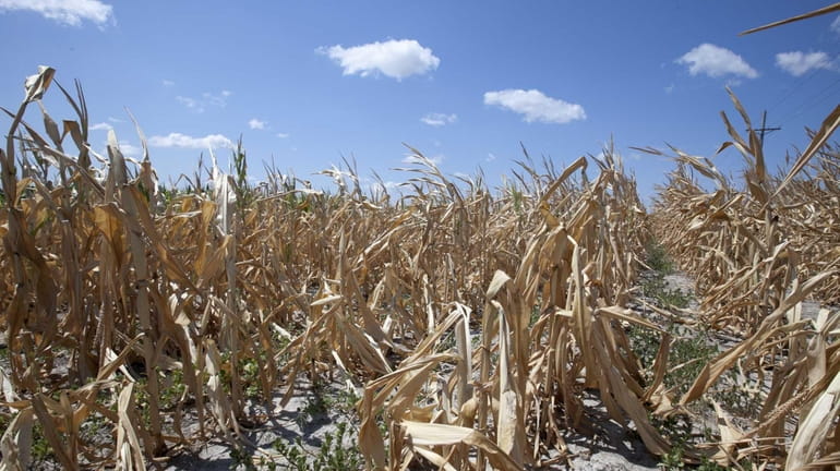 A dry field of corn near Ashland, Neb. (Aug. 9,...