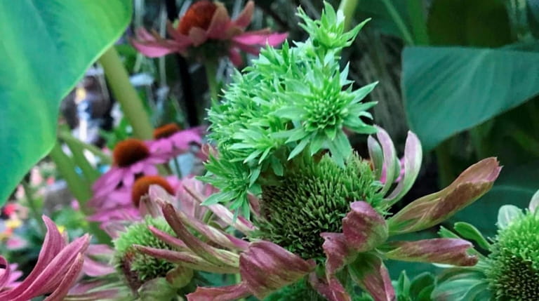 Seed heads of some purple coneflowers, such as this one...