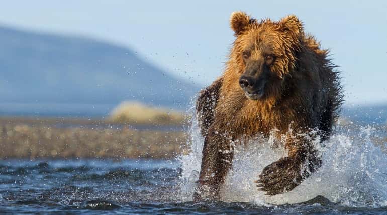 A brown bear hunts for salmon in Alaska's Katmai National...