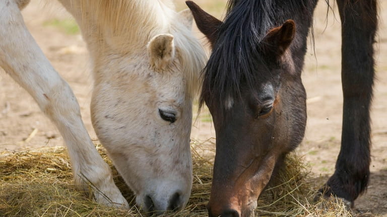 Horses eat in the Old Hill, sanctuary for horses in...