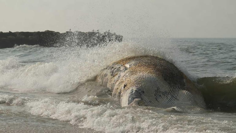 A whale has washed up on the beach behind the...