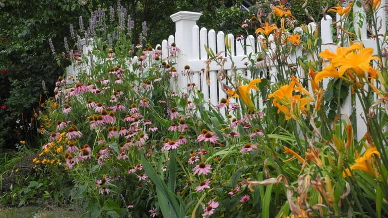 The perennial border in front of garden columnist Jessica Damiano's...