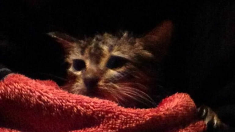 An 8-week-old kitten was rescued from a drainage pipe behind...