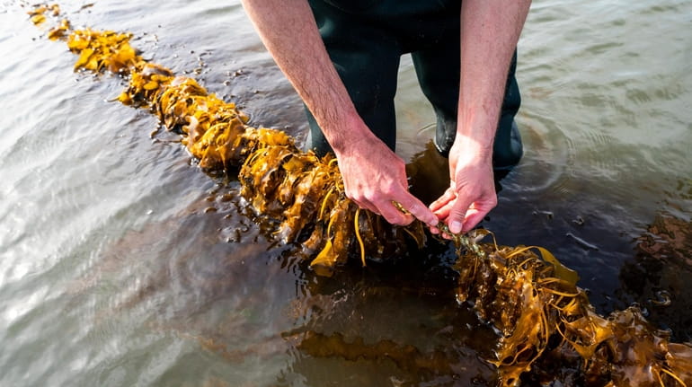 A sample of sugar kelp is harvested for testing in...