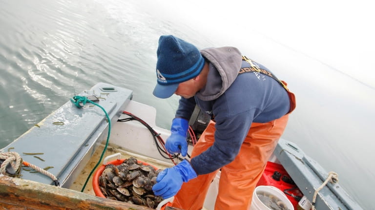 Peconic Bay scallop harvesting season seems lost this year after...