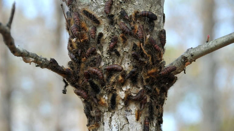 Gypsy moth caterpillars, seen on the bark of an oak...
