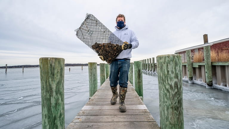 Peter Stein, oyster farmer and owner of Peeko Oysters in...