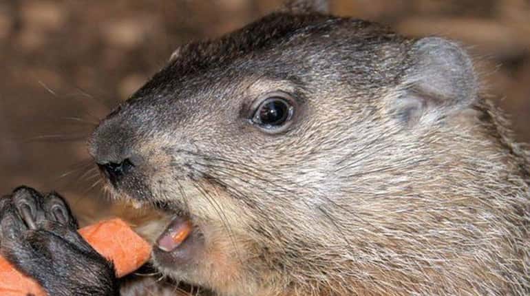 Sweetbriar Nature Center's Sam the groundhog hosts a scavenger hunt...