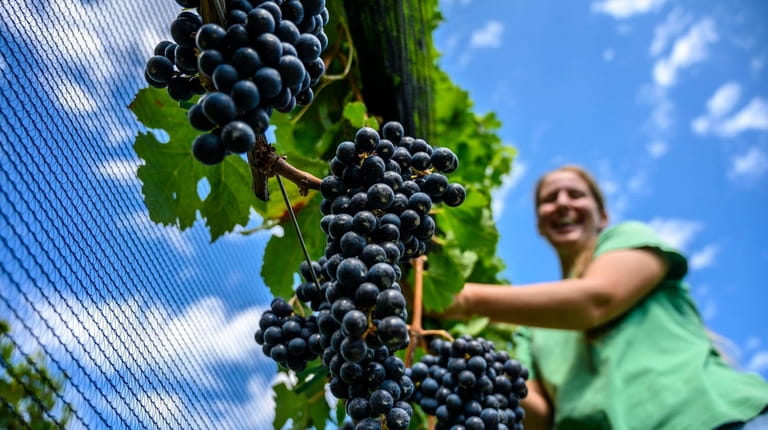 Amanda Gardner, grape program assistant, checking the vines at Cornell's...