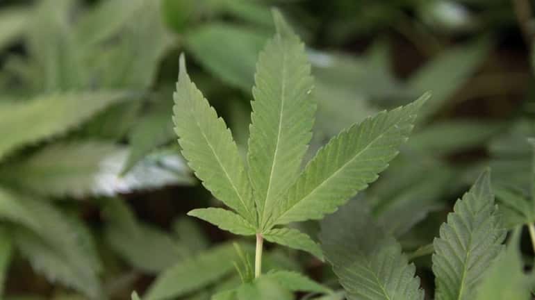 Medical marijuana clone plants are seen at a medical marijuana...