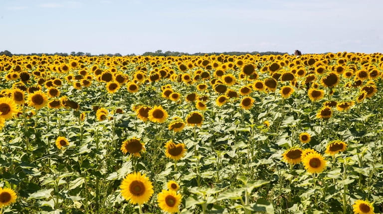 Smiles of acres of sunflowers at the North Fork Sunflower...