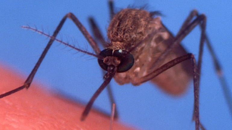 A record number of mosquitoes infected with the West Nile...