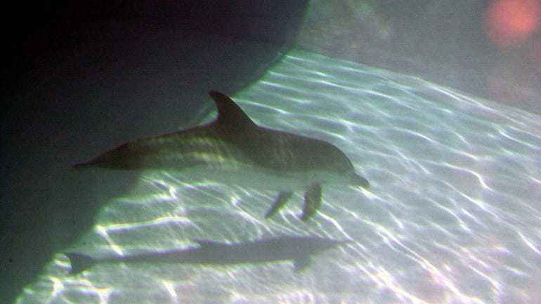 A rescued dolphin swims around at the Mystic Marine Life...