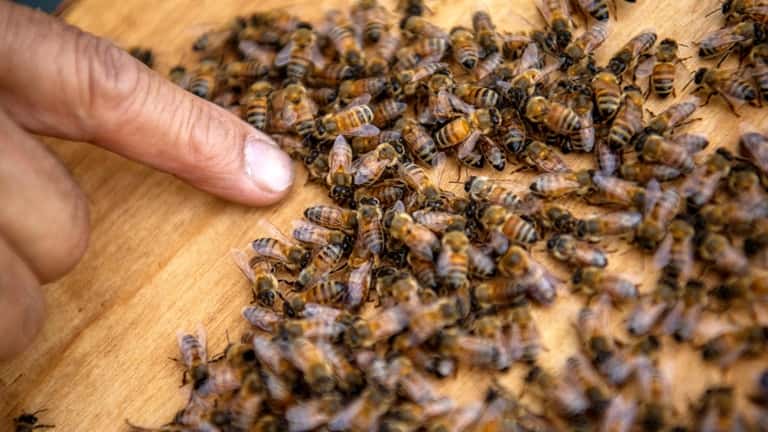 Beekeeper Steve Chen checks the bees in Garden of...