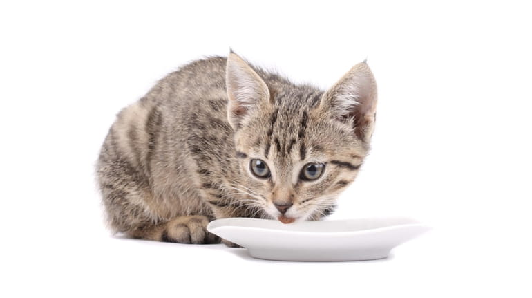 Young cat eating, cat with food cup, white background