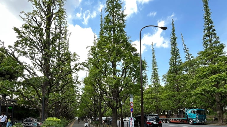 Ginkgo trees are seen at an area known as Jingu...