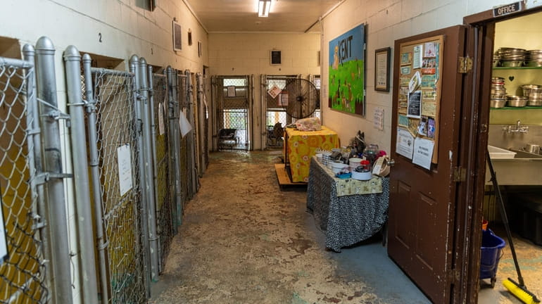 The dog kennel section of the Kent Animal Shelter in Calverton...