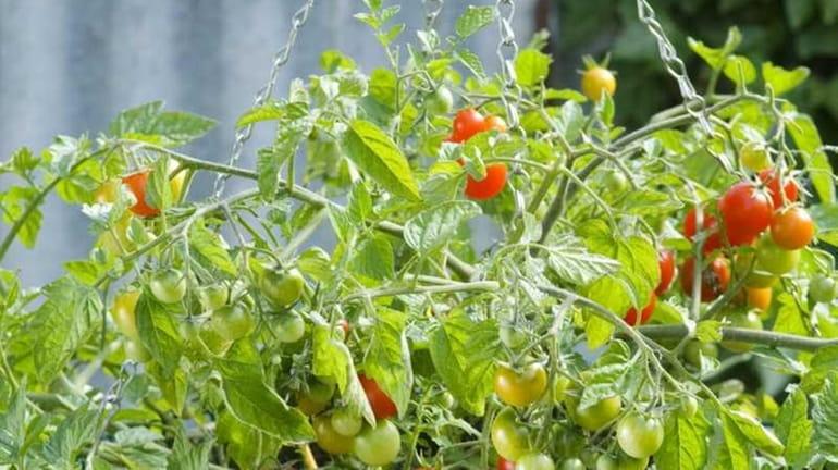 Compact cherry tomato varieties are suitable for patio containers or...
