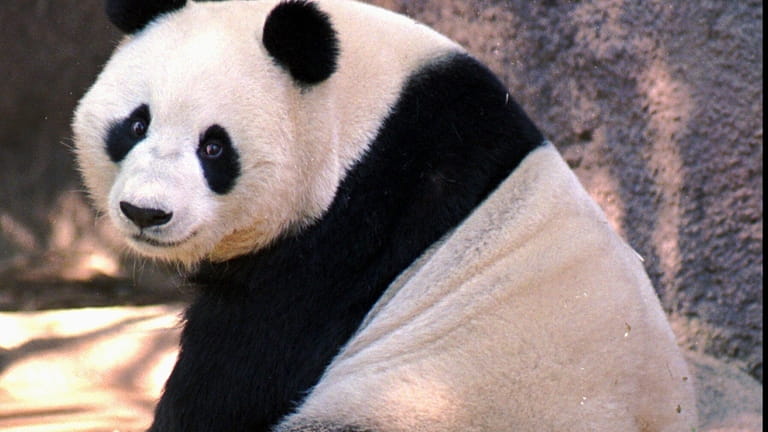 FILE--Bai Yun, one of two giant pandas on exhibit at...