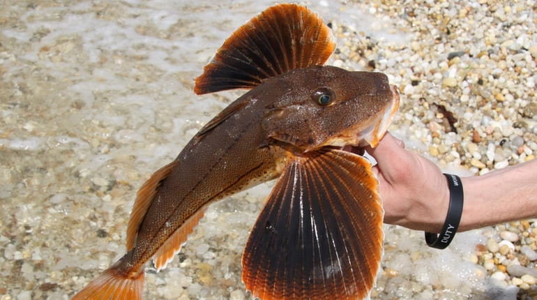 Sea robins will be the target on Moriches Bay over...
