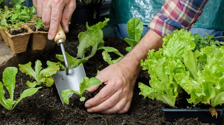 Lettuce seeds can be sown seeds directly into the garden,...