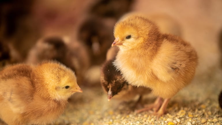 Two day old New Hampshire Red chicks. Suffolk police cited...