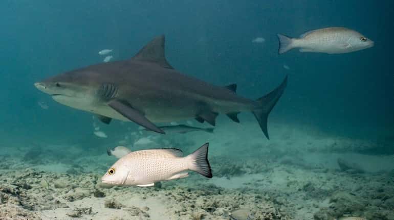 Bull sharks swimming in Bimini, Bahamas, in a still from...