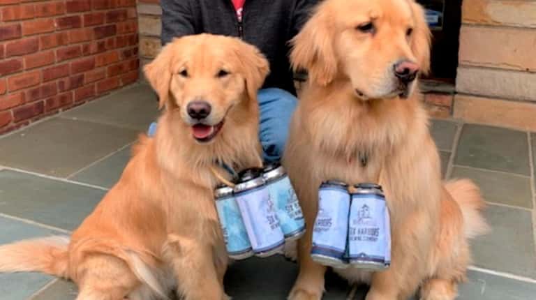 The Golden Retrievers of Six Harbors Brewing Company in Huntington.
