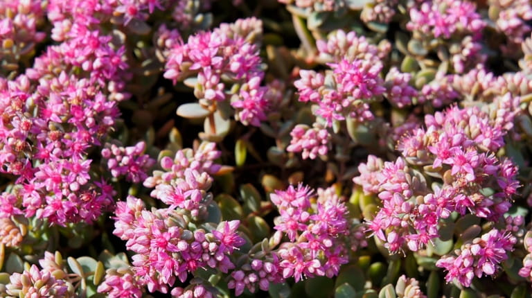 Sedum spurium cultivars are well-suited for cemetery plantings, as they...