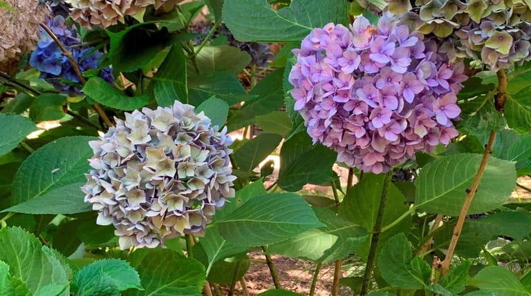 Hydrangea macrophylla plants, like this one, can be pruned after...