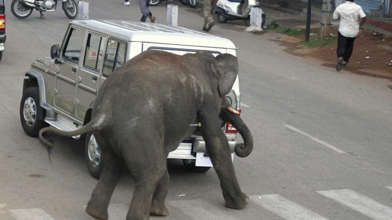 A wild elephant attacks a vehicle on a street in...