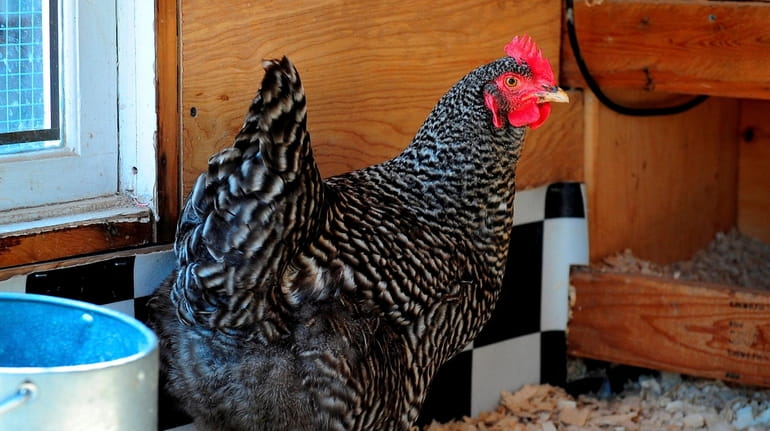 A free range chicken walks in a hen house in...