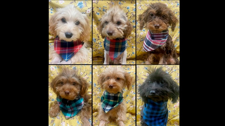 Six Yorkshire terrier puppies rescued from a puppy mill in Kentucky...