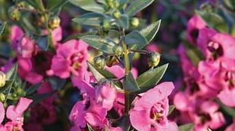 'Angelface Pink' Angelonia display gorgeous pink flowers.