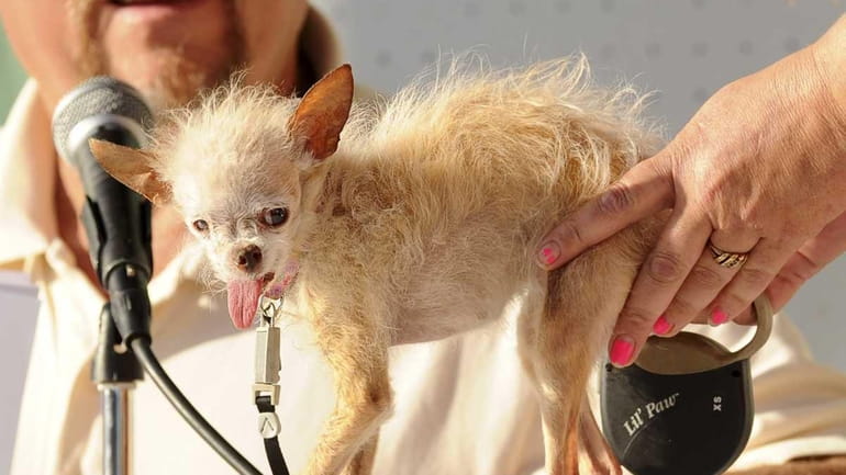 A judge evaluates Yoda during the 2011 World's Ugliest Dog...