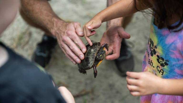 A child touches a painted turtle during a field trip...