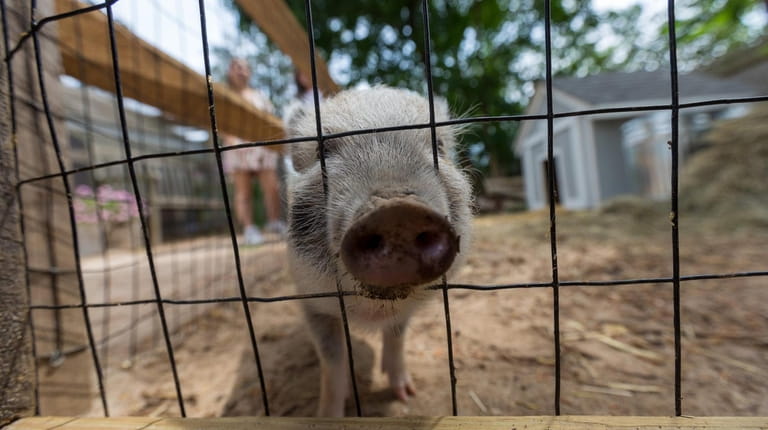 A miniature potbellied pig at Kerber's Farm in Huntington on...