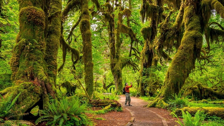 Visitors hike the trail through the verdant Hall of Mosses...
