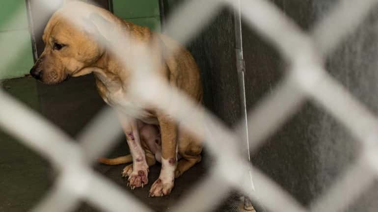 A pit bull named Pretty Girl was impounded and is...