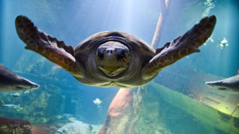 Jaws, a 28-year-old loggerhead sea turtle, swims at the Atlantis...