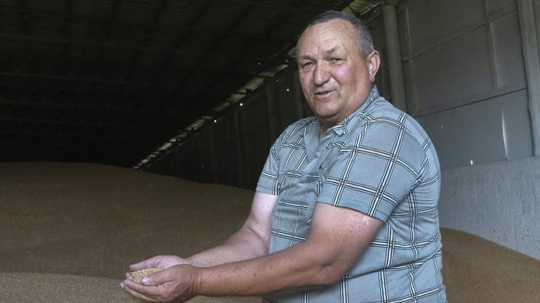 Victor Tsvik, an owner of a private farm, shows wheat...