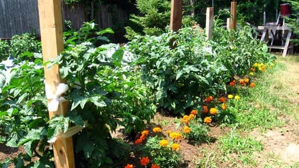 Dawn Coletta's tomato garden