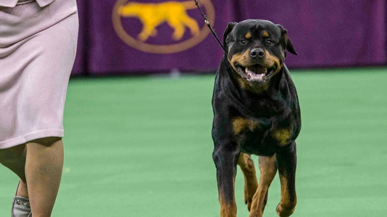 A Rottweiler competes at the 140th Westminster Kennel Club dog...