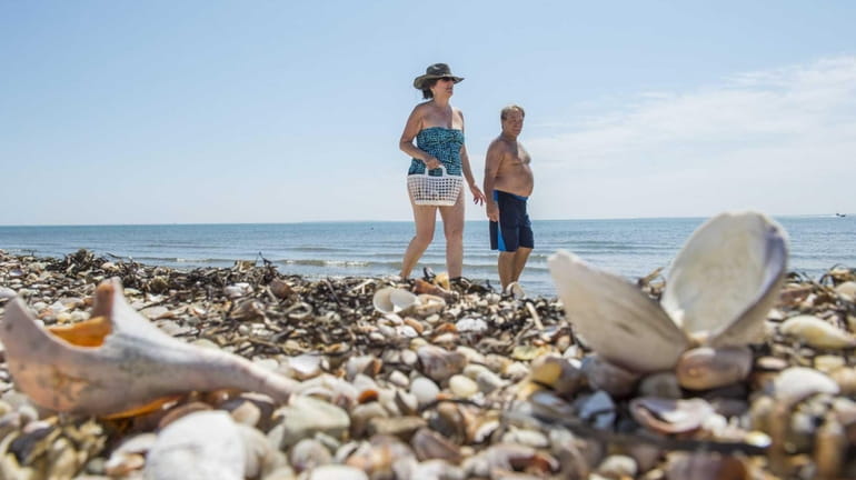 Bill and Kathy Lundgren from Bayside, Queens, look for shells...