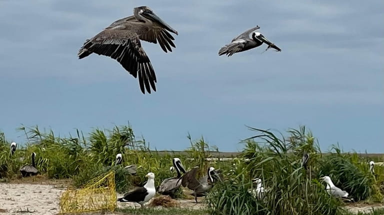 Nesting brown pelicans started to appear around the Chesapeake Bay...