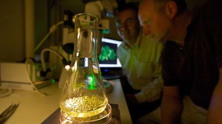 Researchers at Cold Spring Harbor Laboratory experiment with using duckweed...