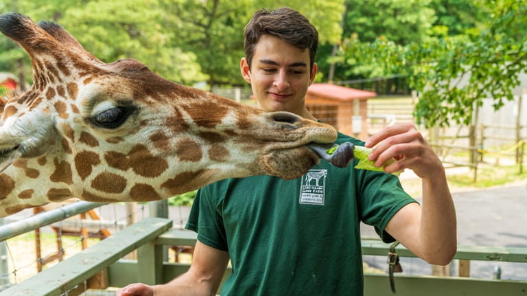 Intern Wyatt Skopov-Normane feeds Bobo the giraffe at the Long Island Game...