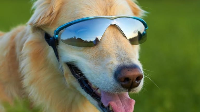 A golden retriever keeps his eyes protected in the summer...