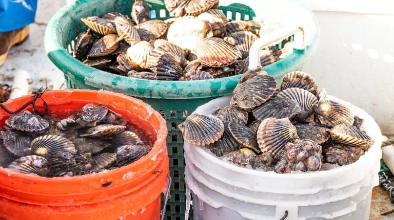 Buckets of scallops harvested by Anthony Rispoli in Peconic Bay. 