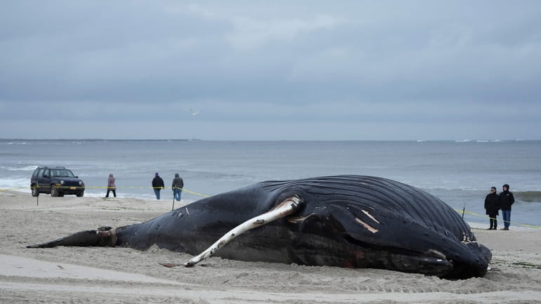A dead humpback whale on Lido Beach on Jan. 31.